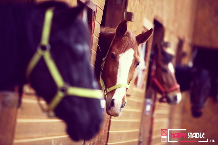Lancering Happy Stable