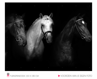 Tuinspandoek Banner mooi voor in de tuin happy stable paard pony cob shetlander pferder horse photo foto